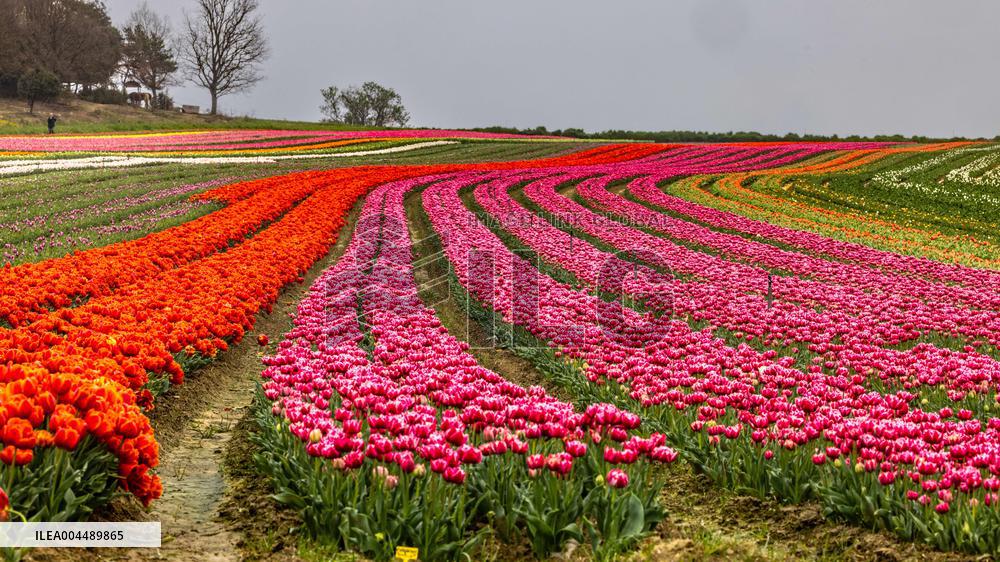 Illustration - Provence