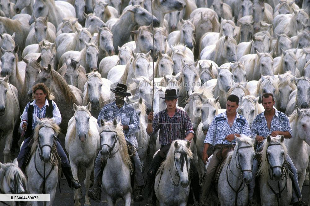 Illustration - Provence