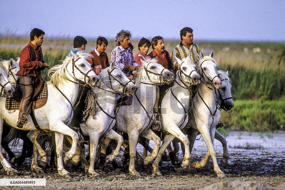 Illustration - Provence