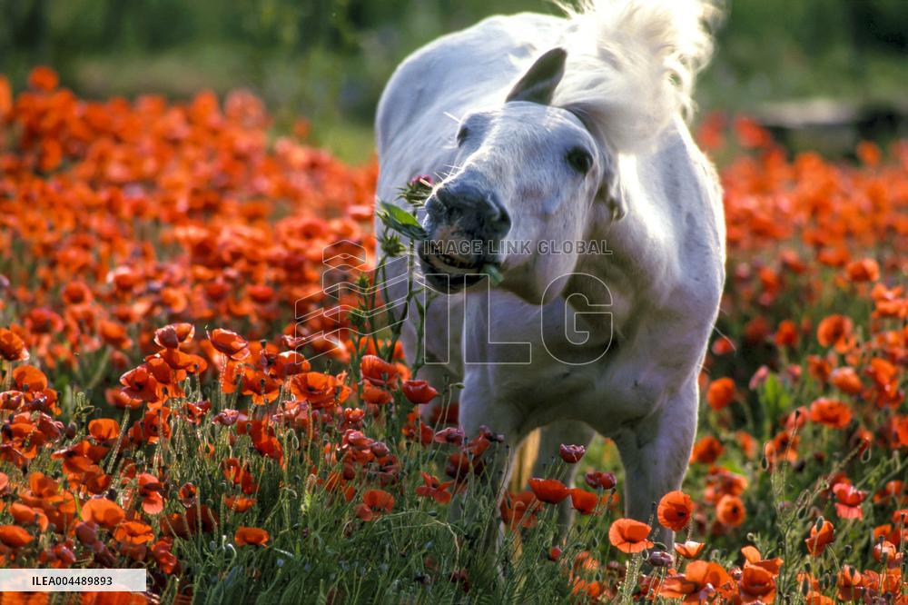 Illustration - Provence