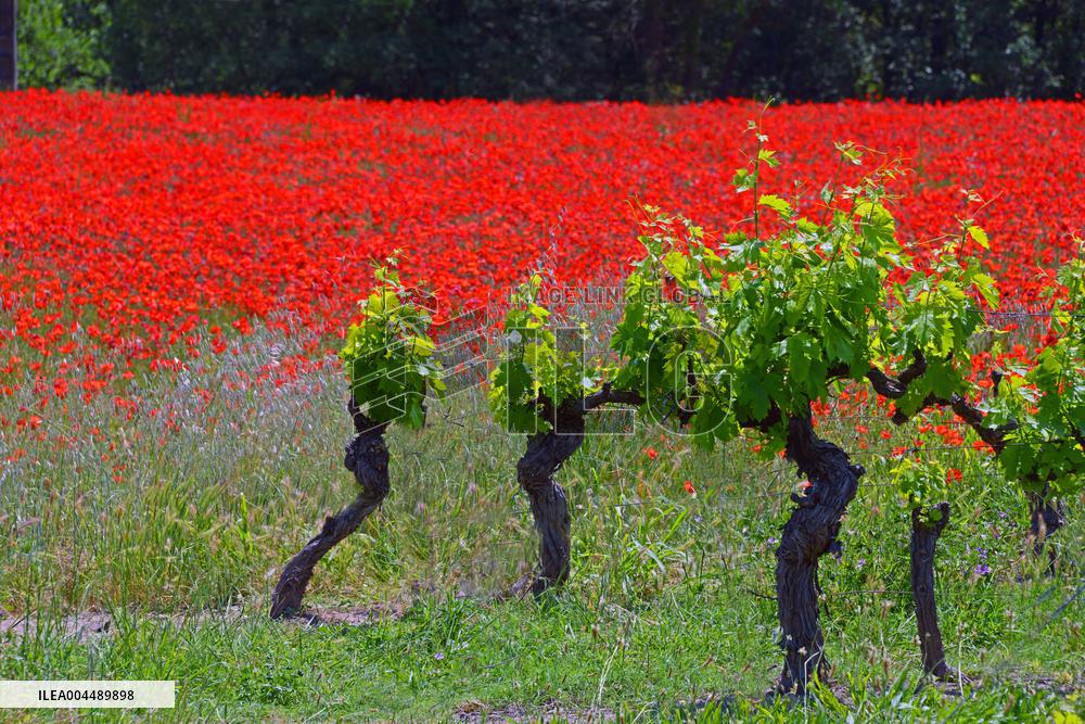 Illustration - Provence