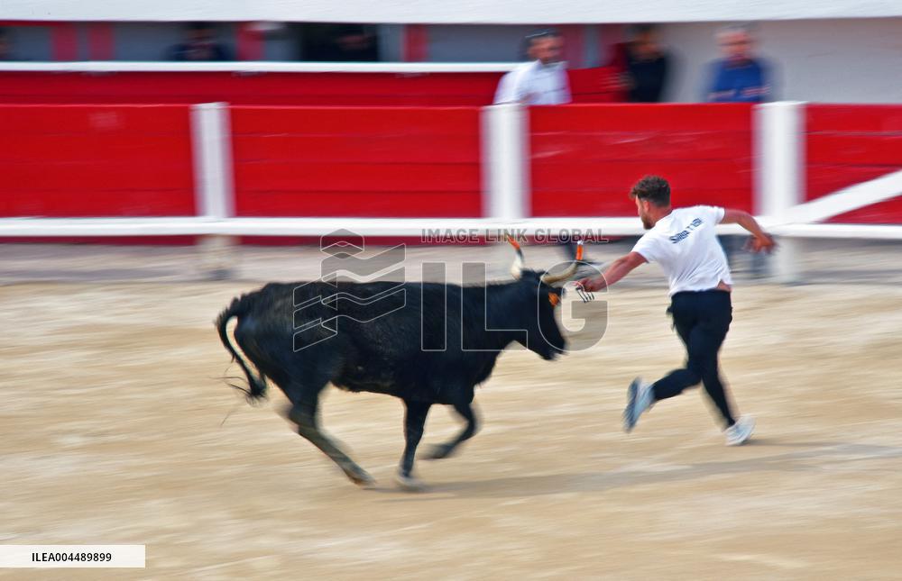 Illustration - Provence