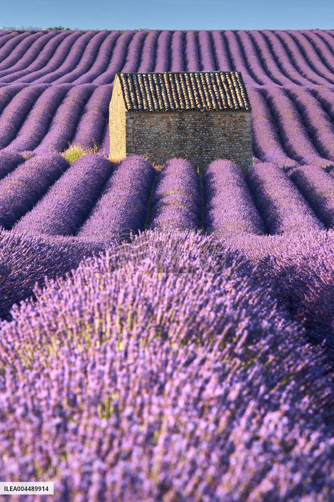 Illustration - Provence