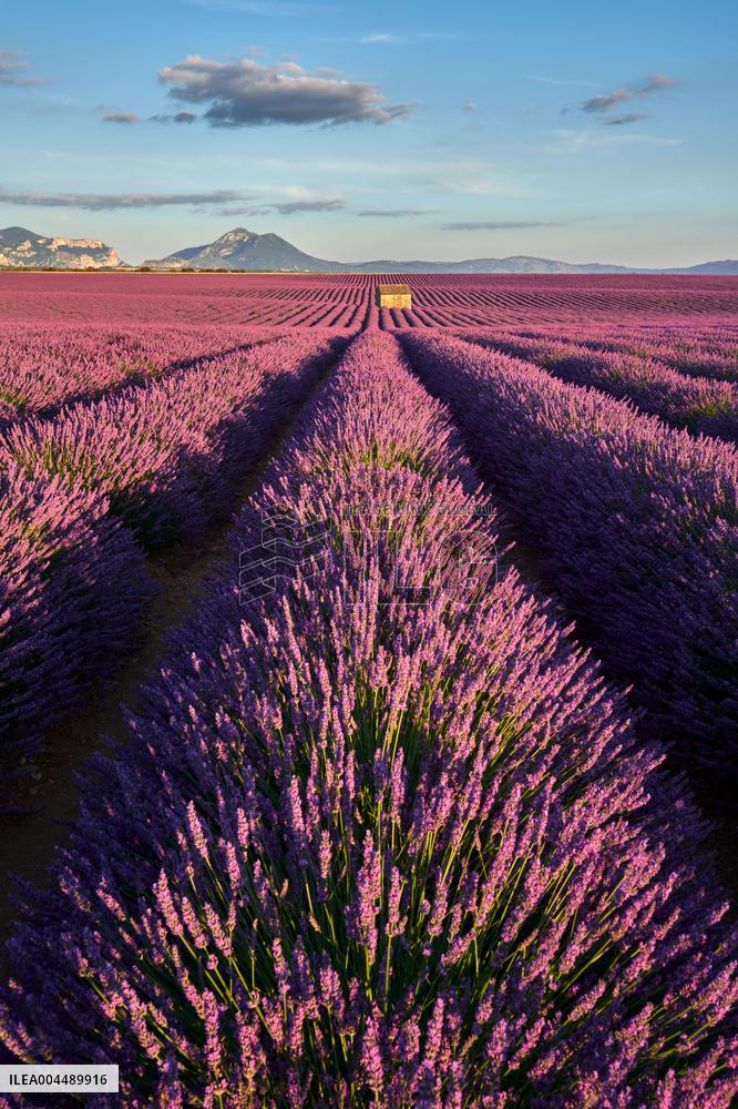 Illustration - Provence