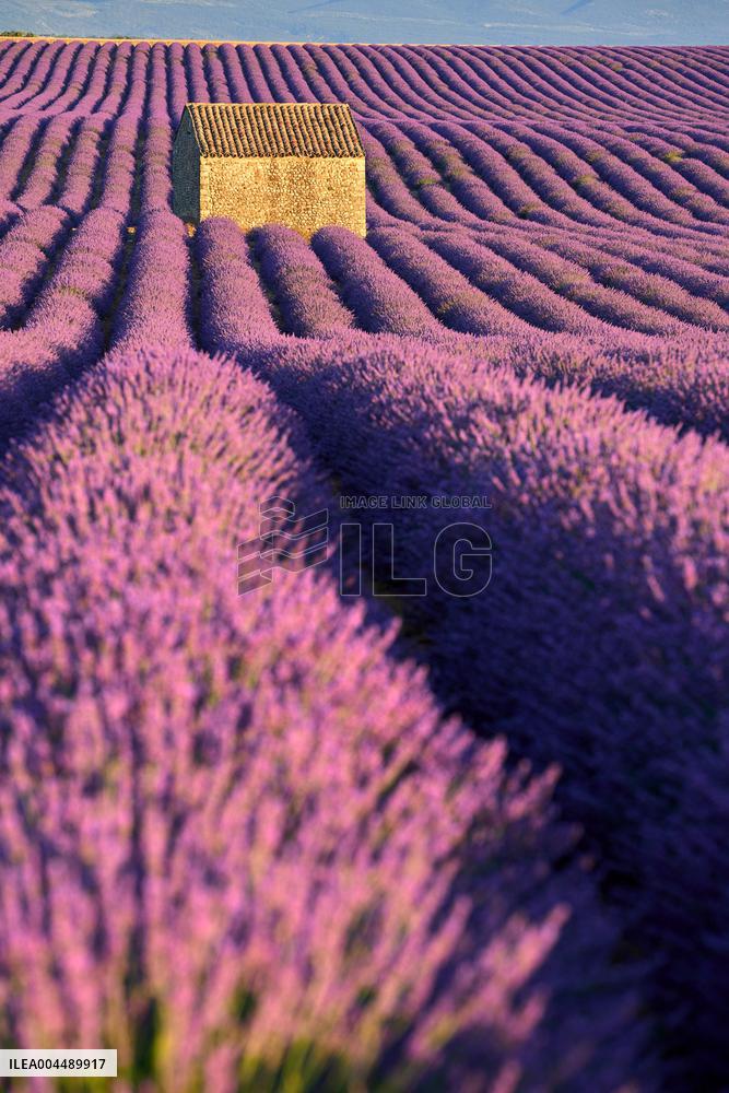 Illustration - Provence