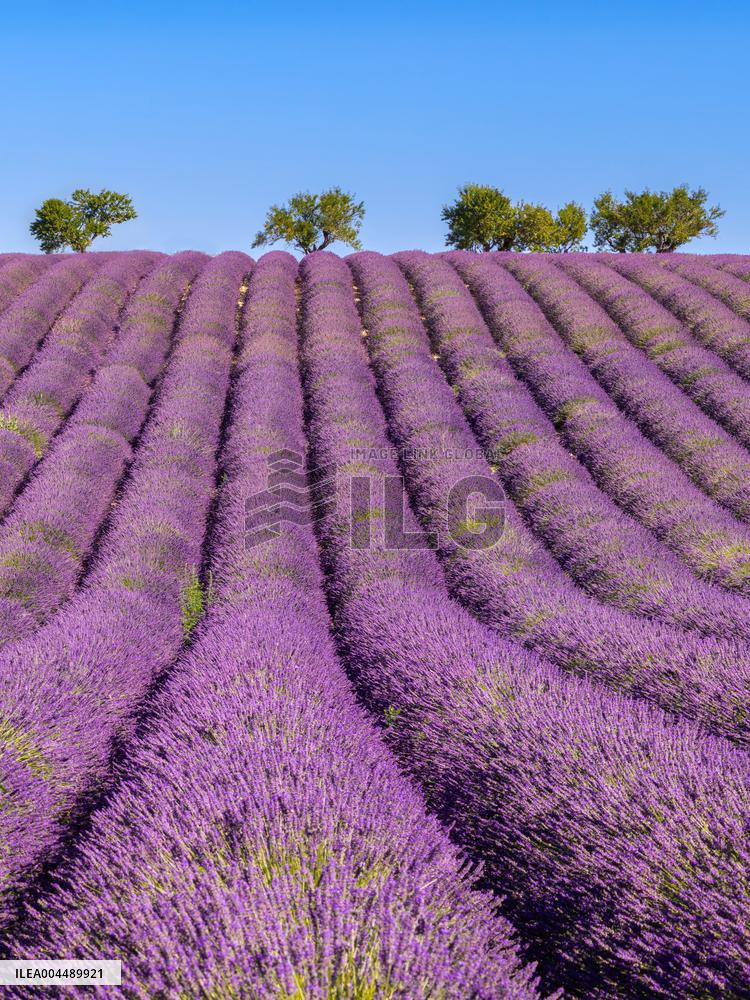 Illustration - Provence