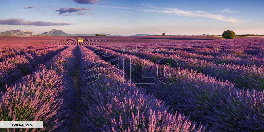 Illustration - Provence