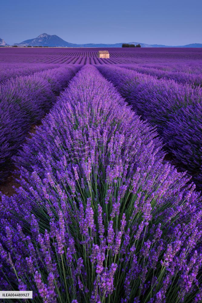 Illustration - Provence