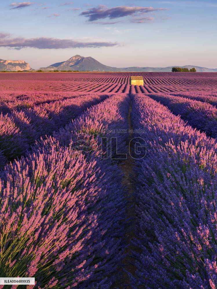 Illustration - Provence