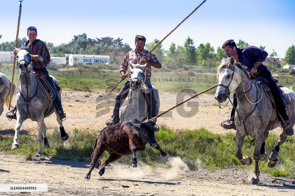 Illustration - Provence