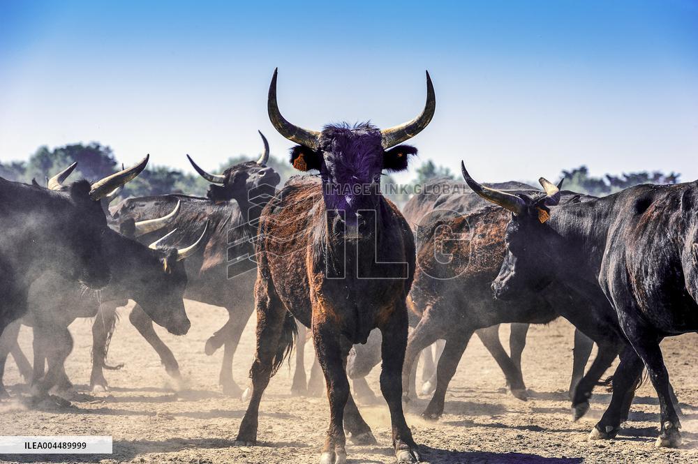 Illustration - Provence