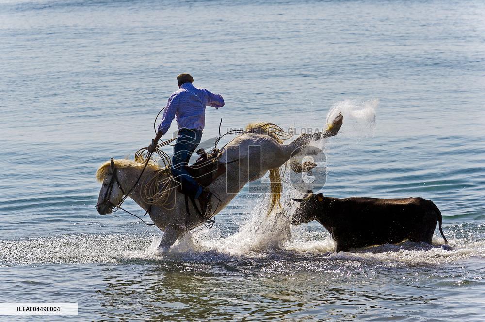 Illustration - Provence