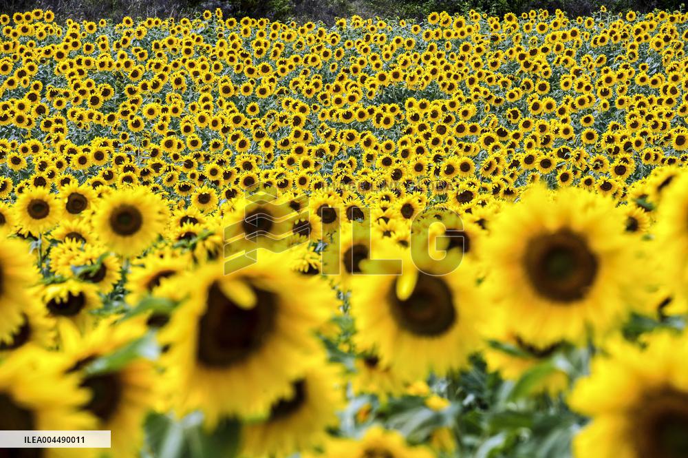 Illustration - Provence