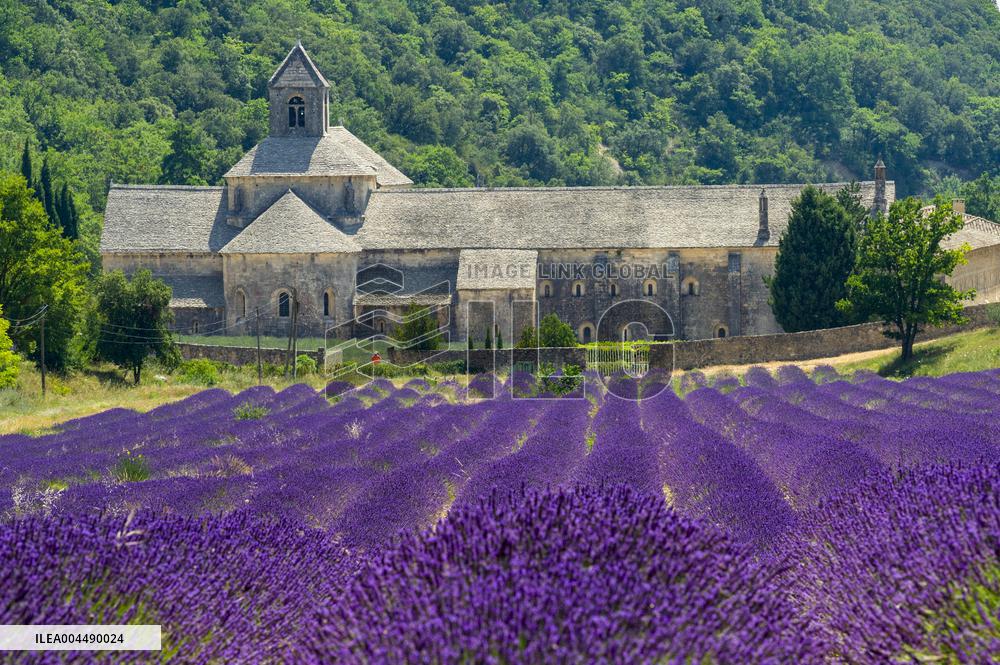 Illustration - Provence