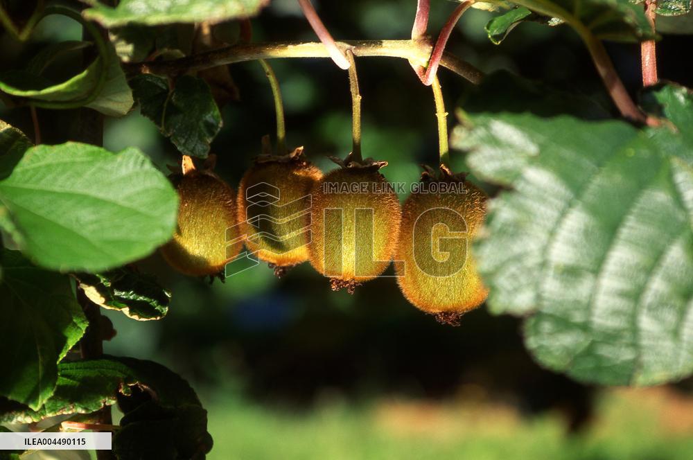 Illustration - Provence Food