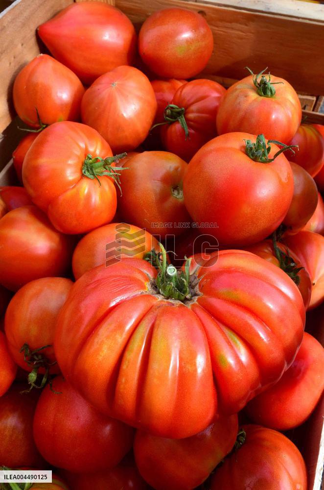 Illustration - Provence Food