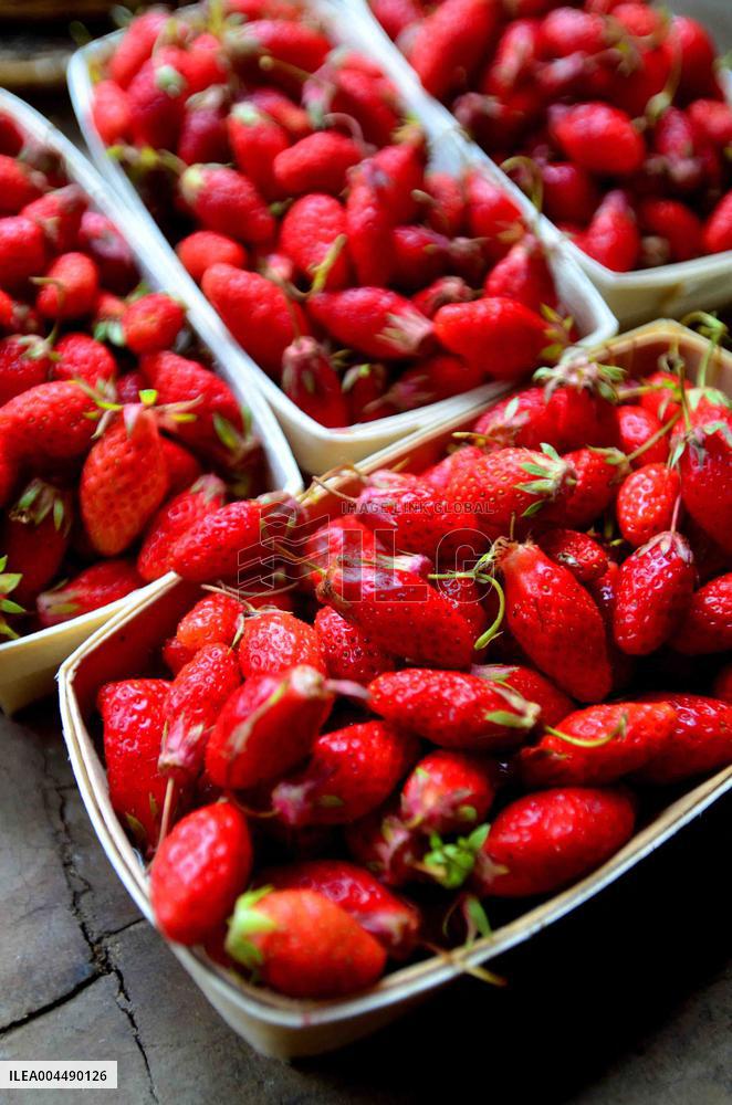 Illustration - Provence Food