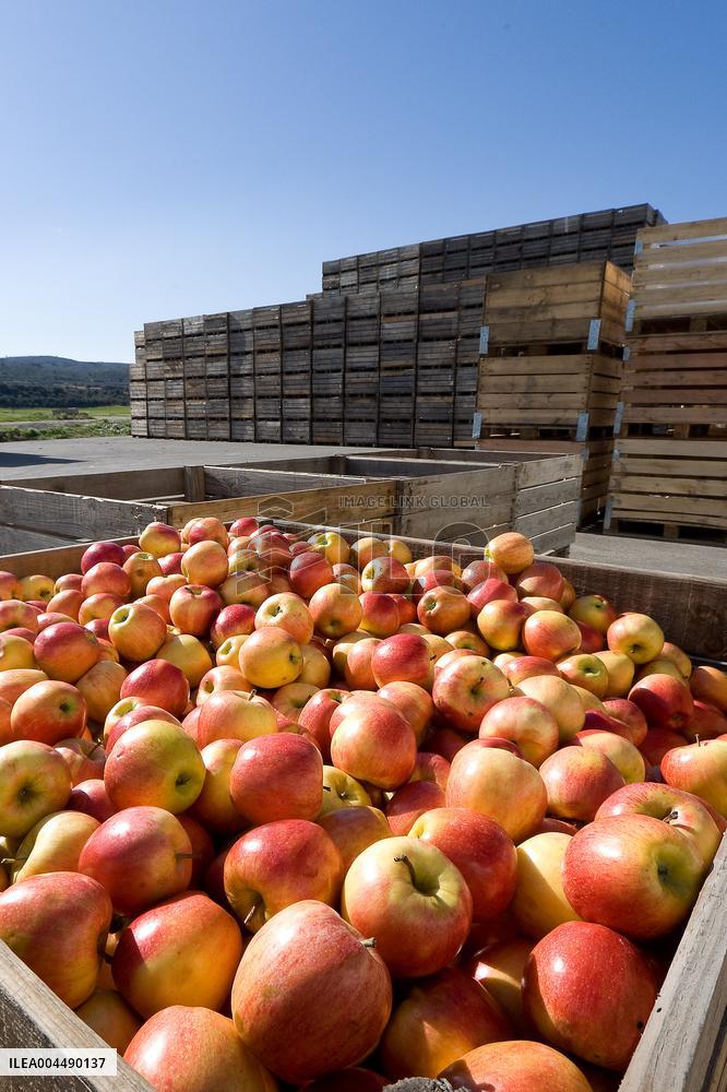 Illustration - Provence Food