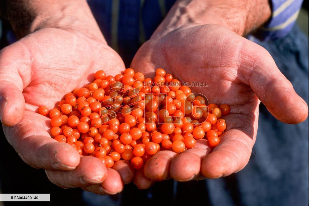 Illustration - Provence Food