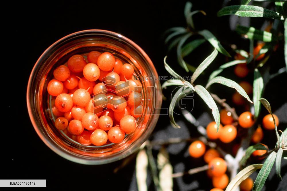 Illustration - Provence Food