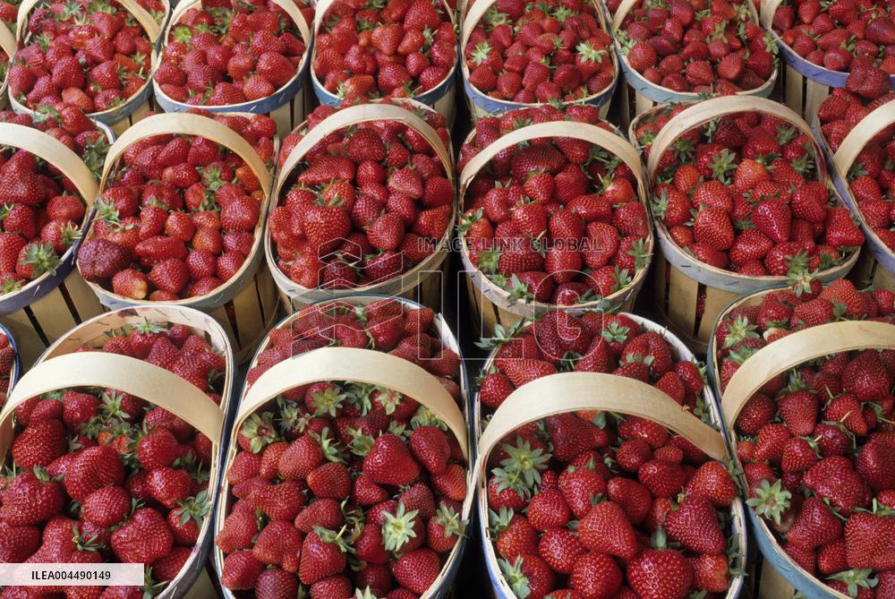 Illustration - Provence Food