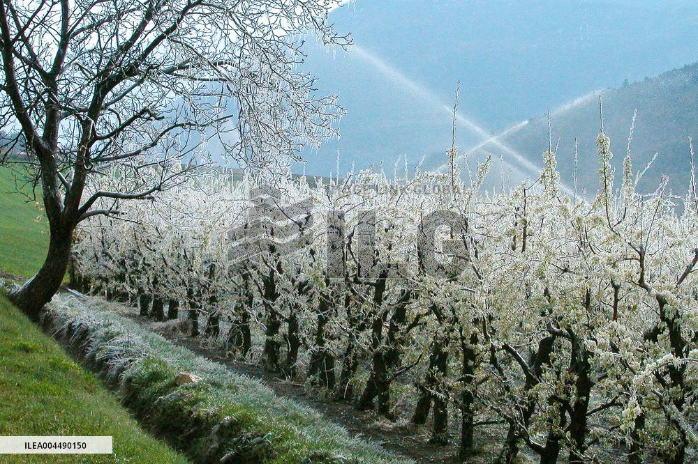 Illustration - Provence Food