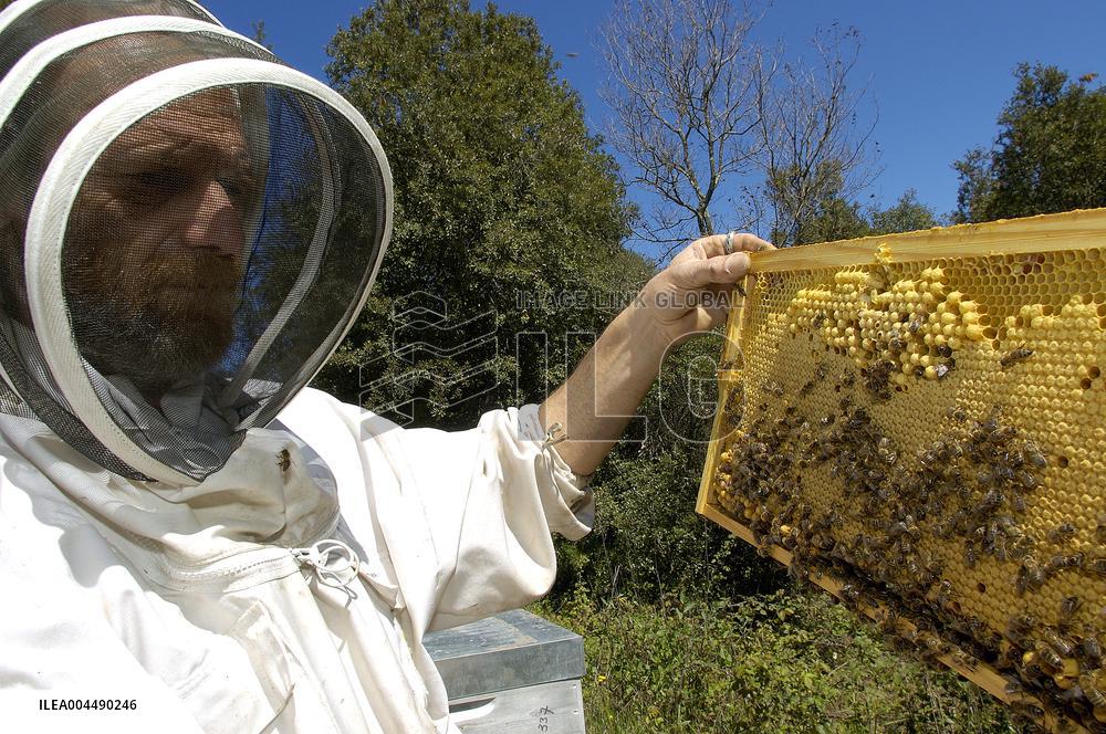 Illustration - Honey