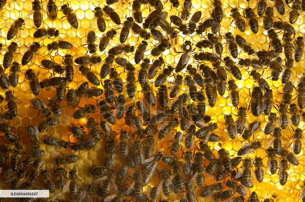 Illustration - Honey