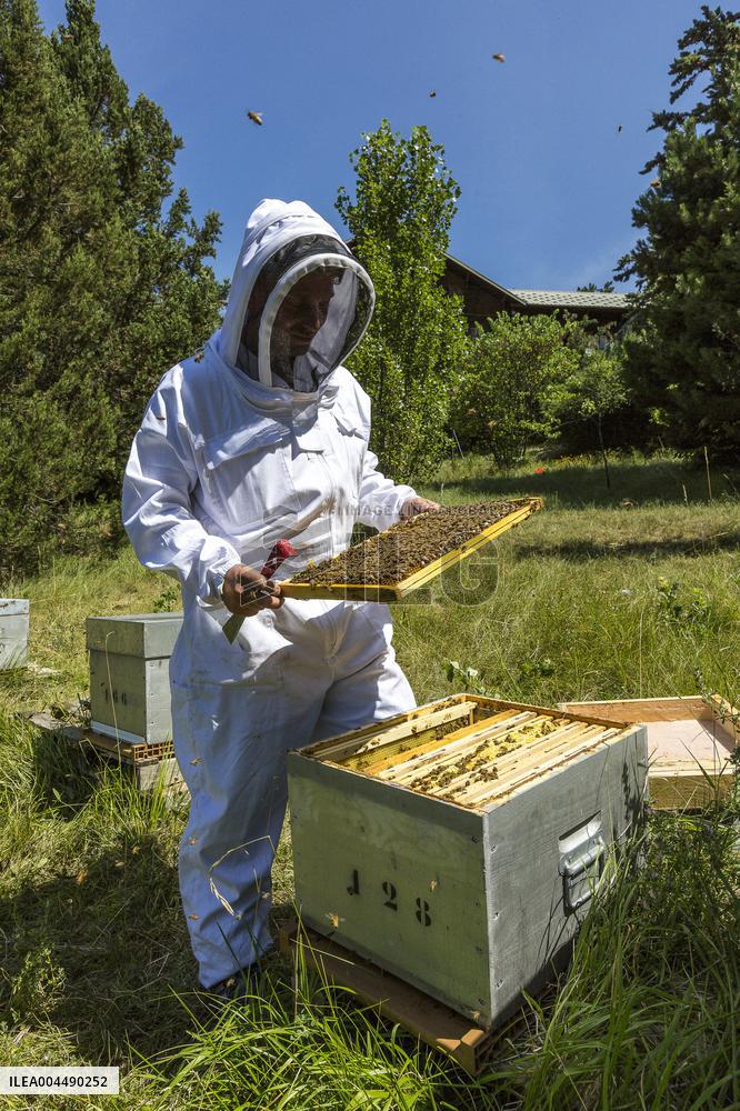 Illustration - Honey