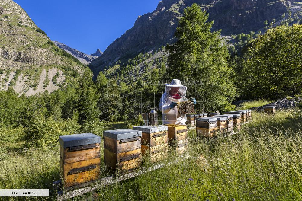 Illustration - Honey