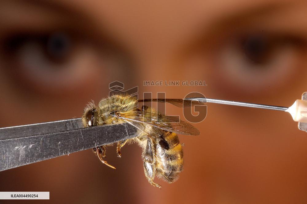 Illustration - Honey