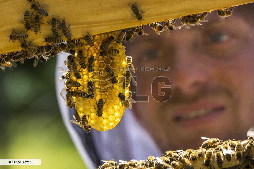 Illustration - Honey