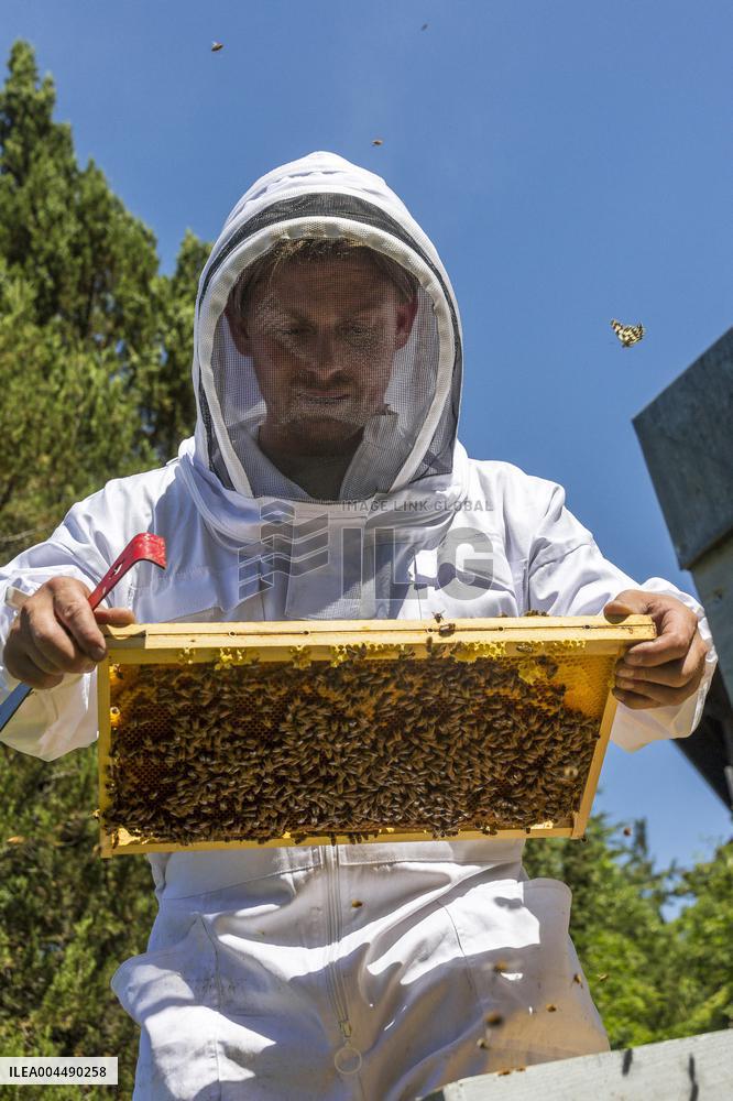 Illustration - Honey