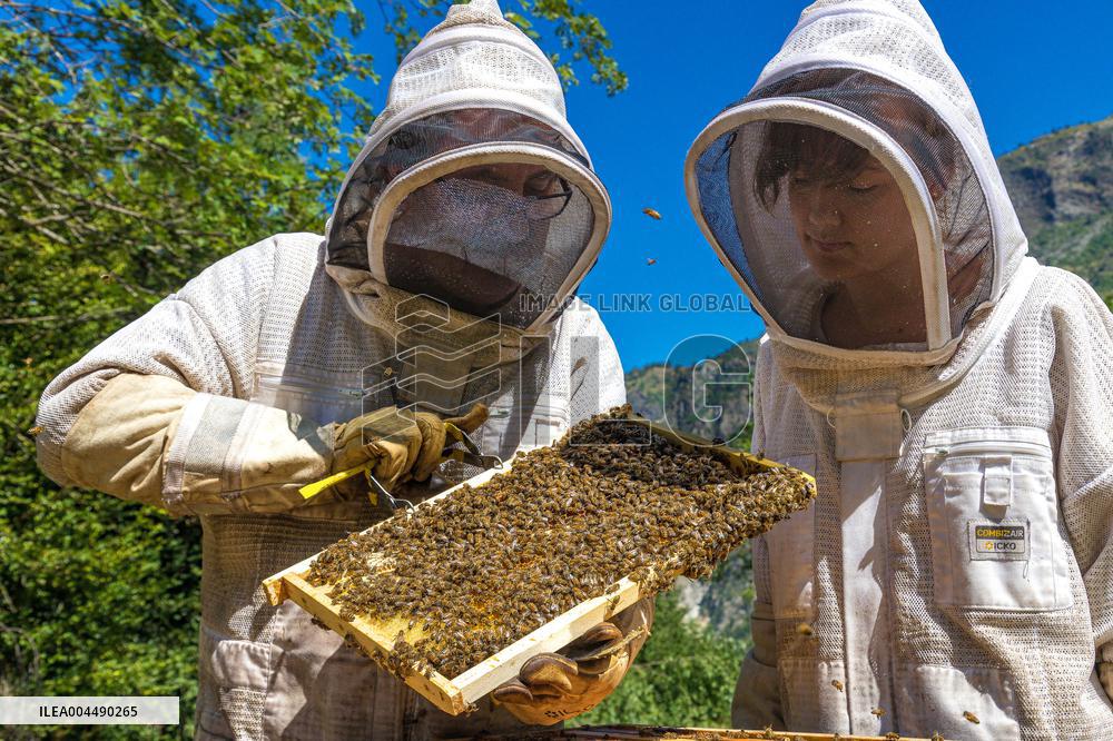 Illustration - Honey