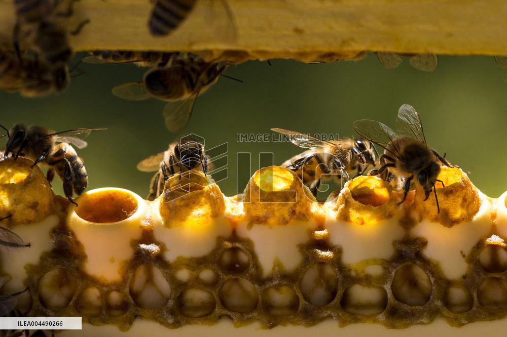 Illustration - Honey