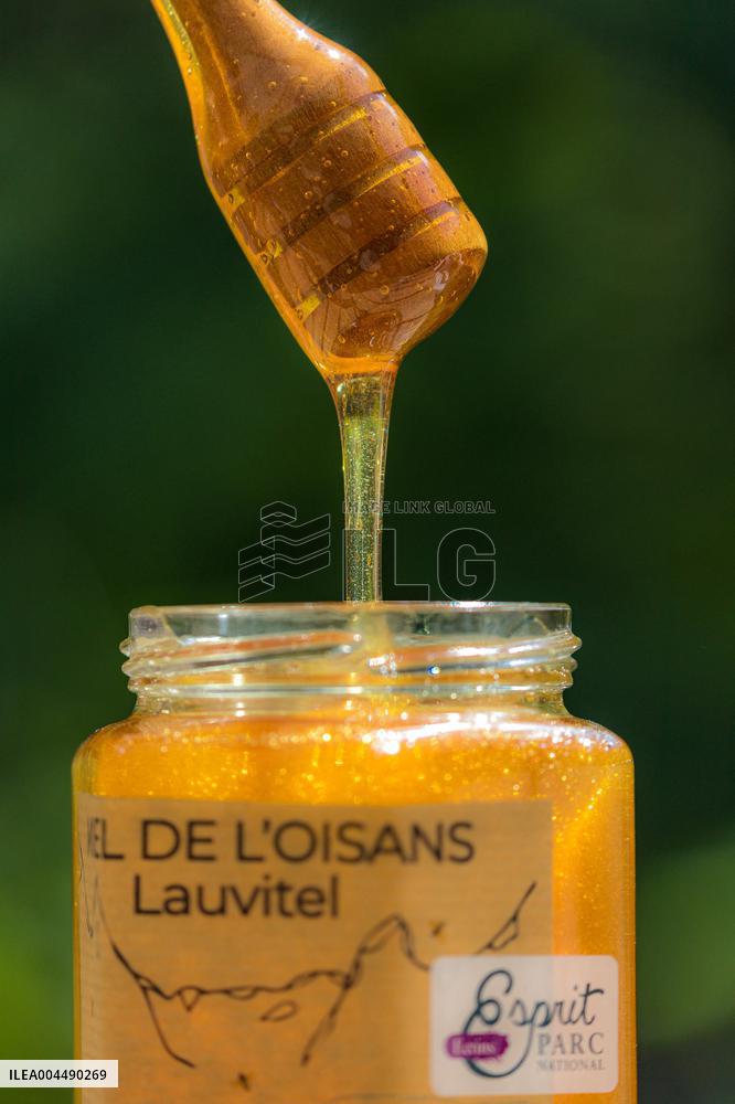 Illustration - Honey