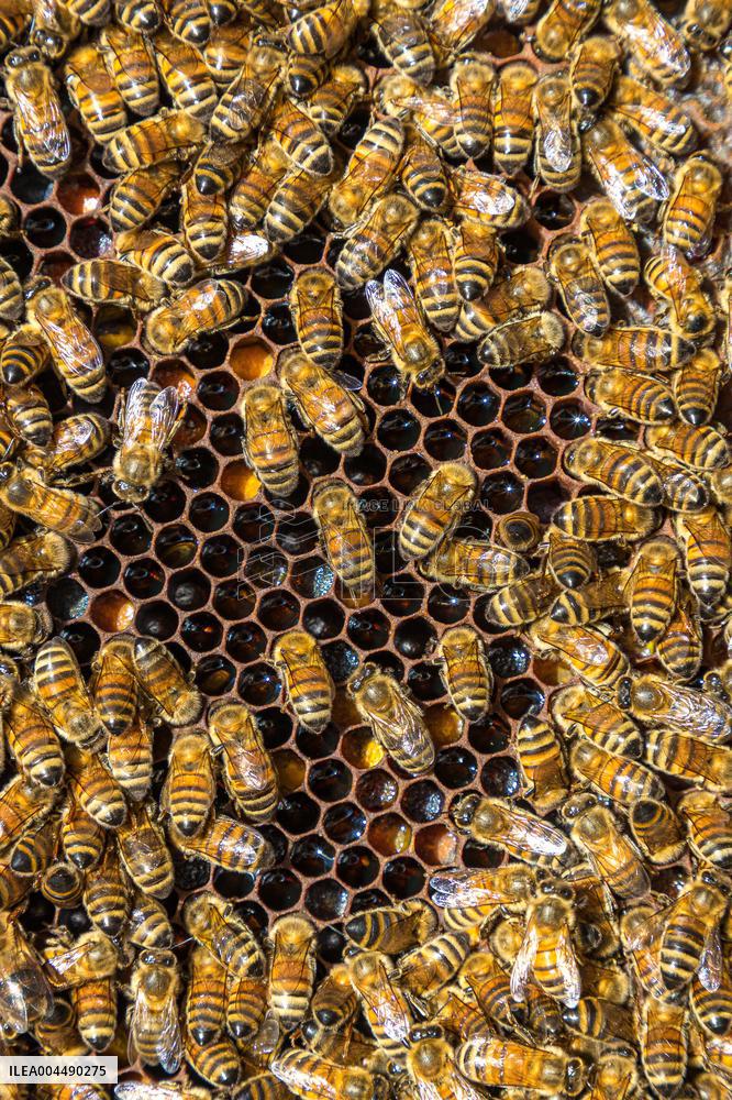 Illustration - Honey