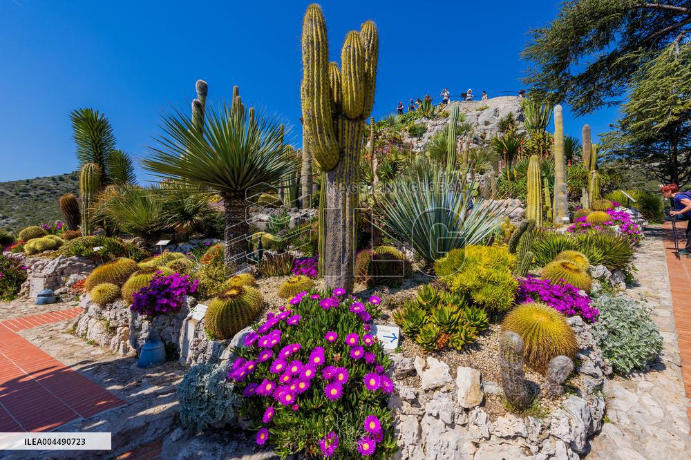 Illustration - French Riviera