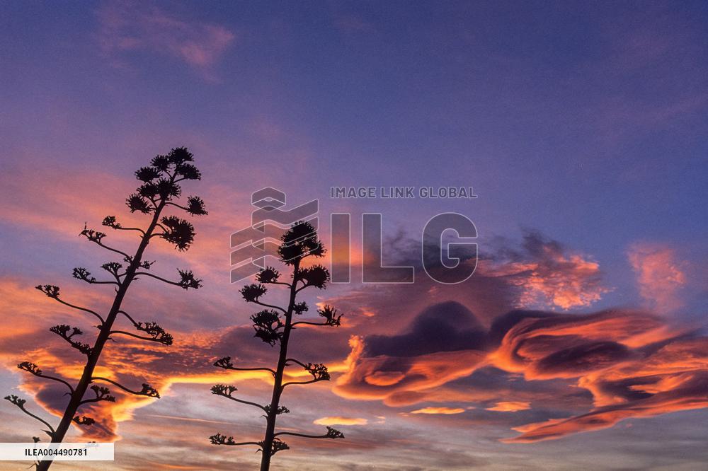 Illustration - French Riviera