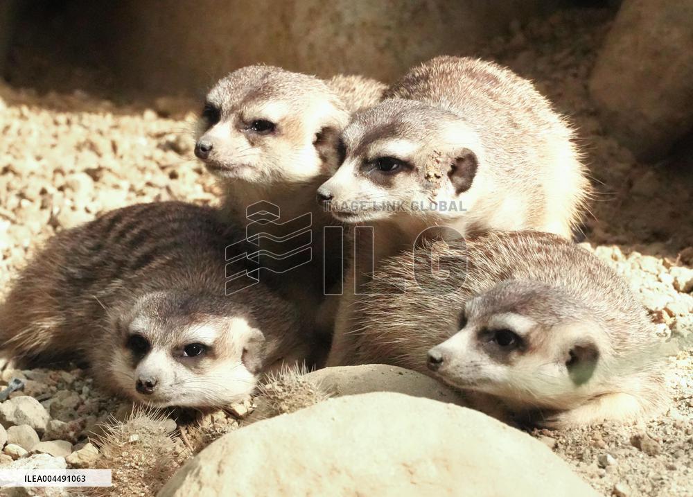 Meerkats at Kobe zoo