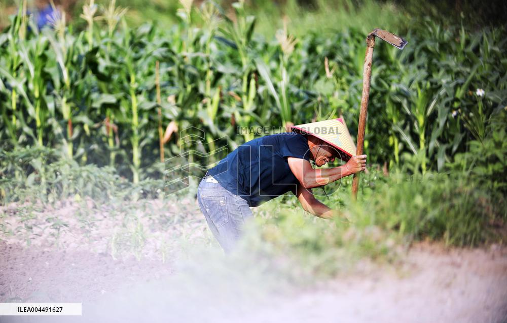 Grain in Ear Solar Term