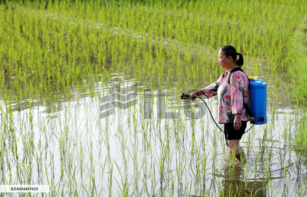 Grain in Ear Solar Term