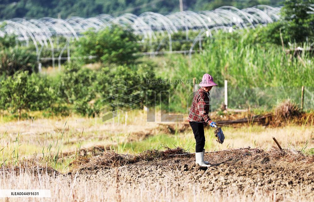 Grain in Ear Solar Term