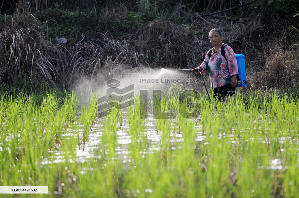 Grain in Ear Solar Term