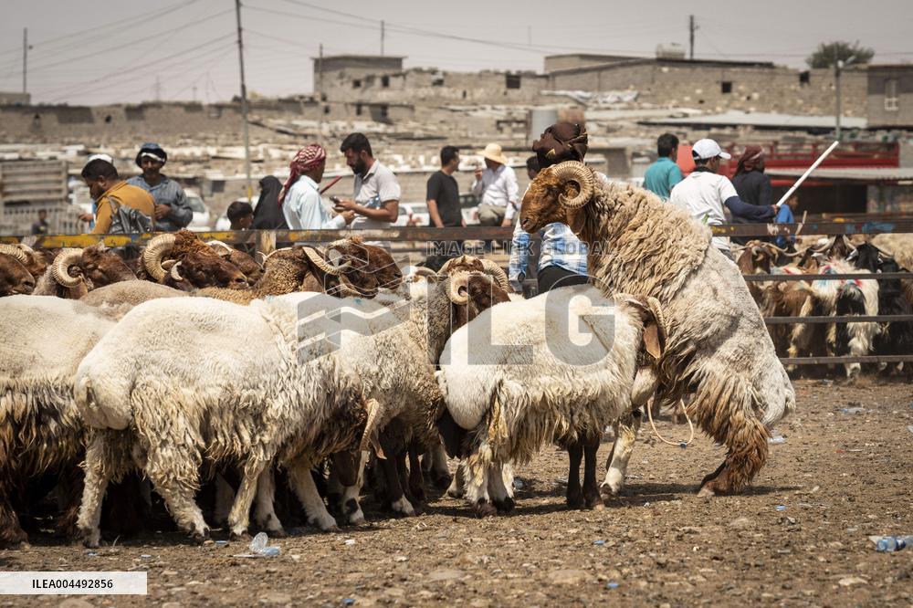 Animal Market - Iraq