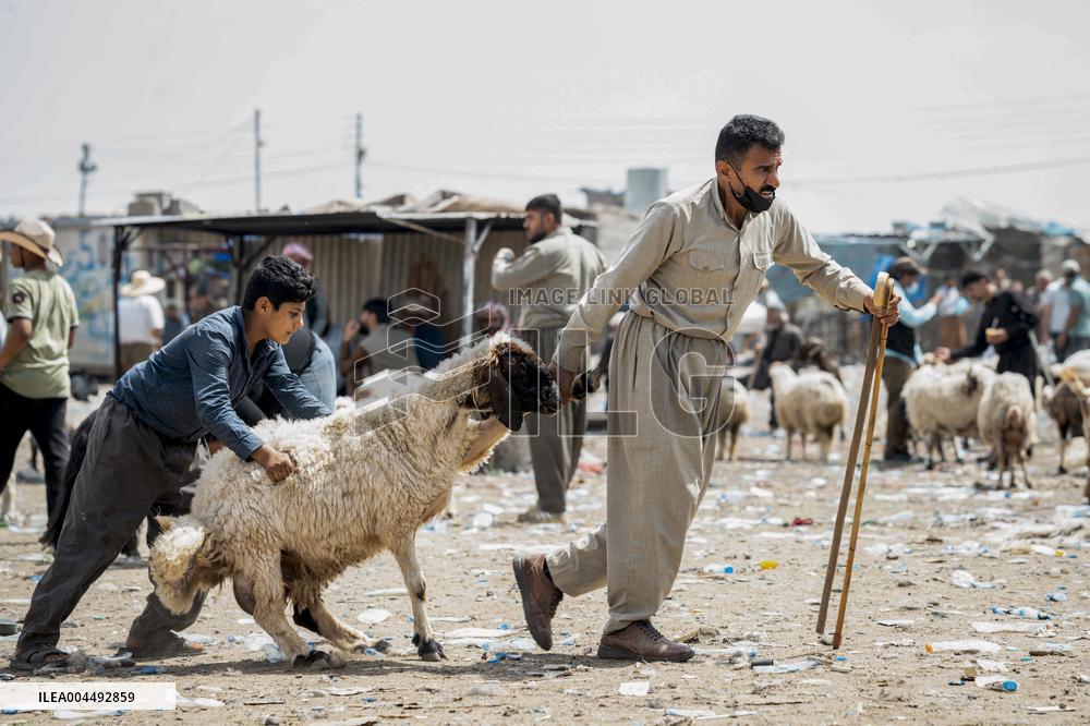 Animal Market - Iraq