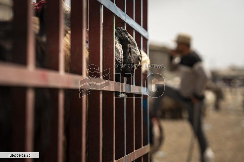 Animal Market - Iraq