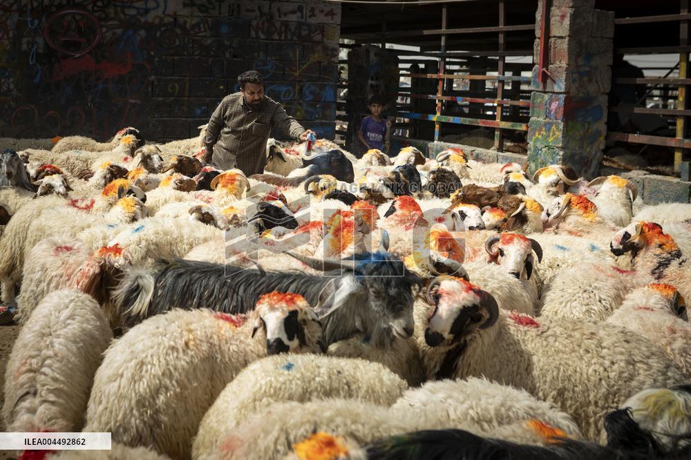 Animal Market - Iraq