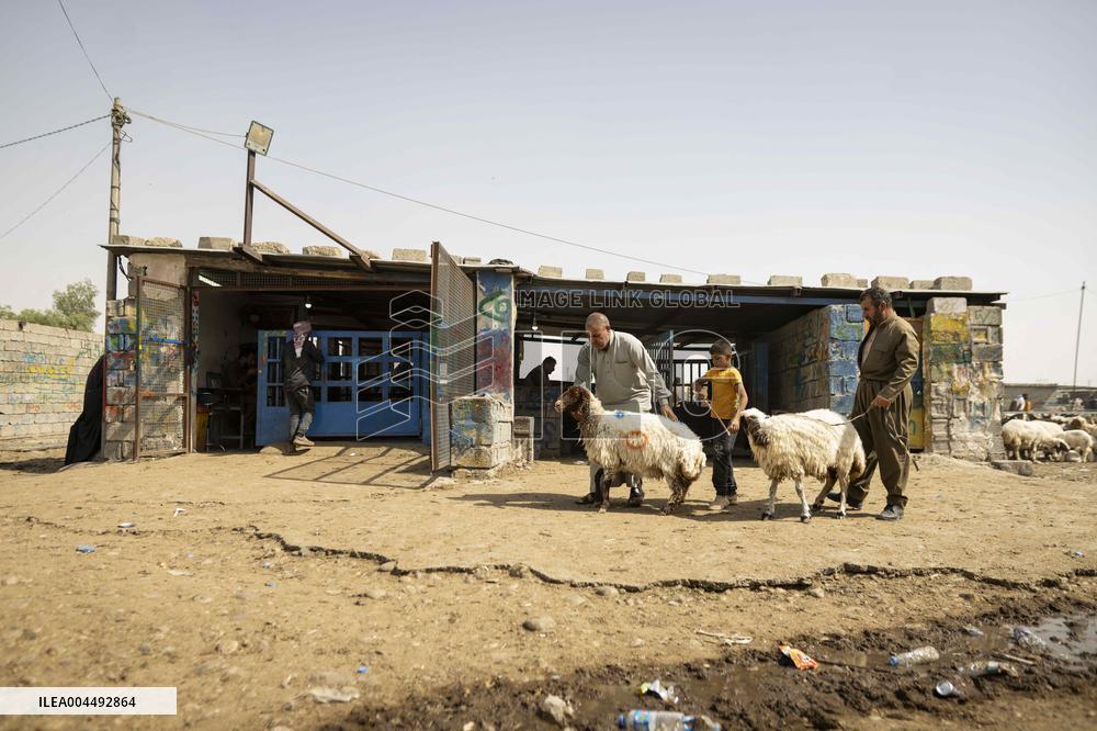 Animal Market - Iraq
