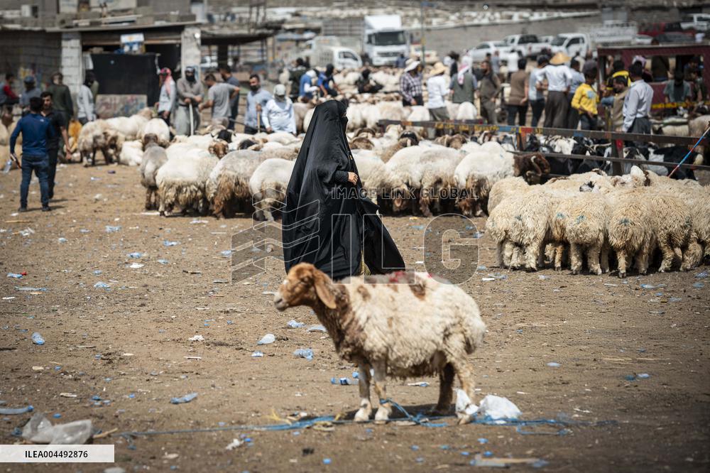 Animal Market - Iraq